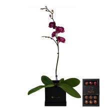 Orquidea en Box mas 15 Bombones